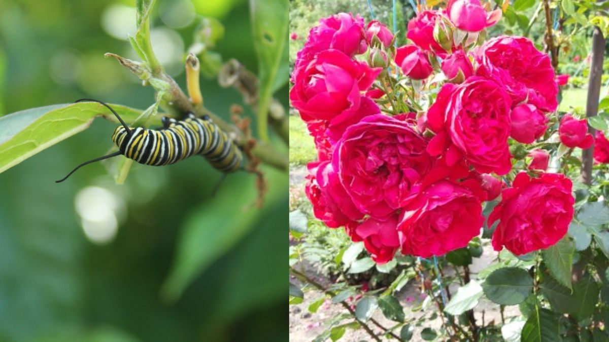Чем обработать розы от гусеницы - Lifestyle 24